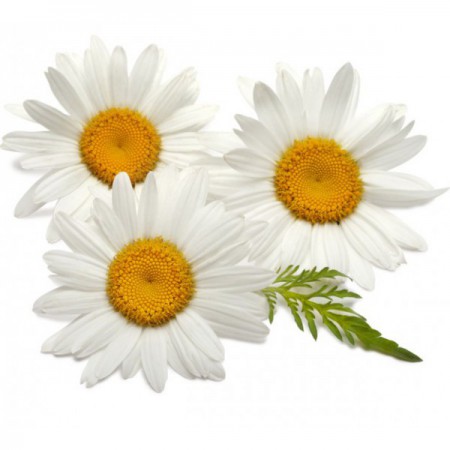 /products/jabon-calmante-con-manzanilla/